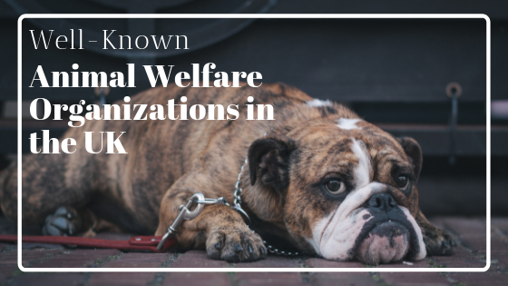 Well-Known Animal Welfare Organizations in the UK